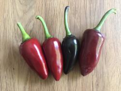 Chili Jalapeno purple - 12 Samen Chili Jalapeno purple - 12 Samen
