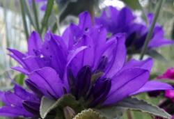 Knäuelglockenblume Knäuelglockenblume