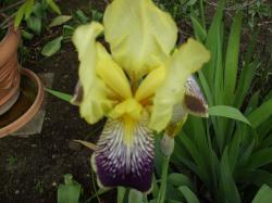 Historische Iris Historische Iris
