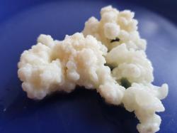 Milchkefir kefir pilz Milchkefir kefir pilz