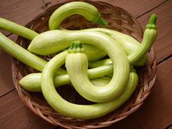 Keulenzucchini Trombetta di Albenga - Cucurbita moschata Keulenzucchini Trombetta di Albenga - Cucurbita moschata