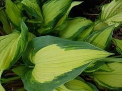 Funkie hosta Funkie hosta