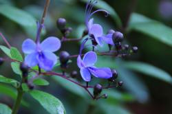 Clerodendrum ugandense Clerodendrum ugandense