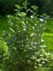 Apfelbeere Aronia Apfelbeere Aronia