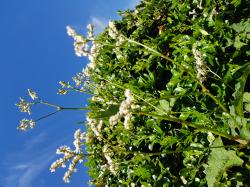 Fagopyrum Fagopyrum