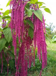 Gartenfuchsschwanz Gartenfuchsschwanz