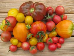3x 10 Tomatensamen Sortenauswahl