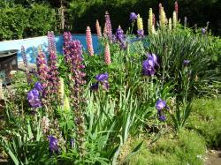 Lupine bunte Mischung Lupine bunte Mischung
