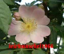 Rosa Canina - Hundsrose Rosa Canina - Hundsrose