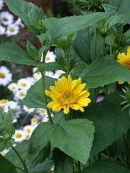 Stauden-Sonnenblume "Capenoch Star" Stauden-Sonnenblume "Capenoch Star"