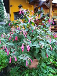 Fuchsienjungpflanzen Fuchsienjungpflanzen