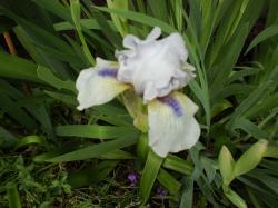 Iris "Tumwater" media Iris "Tumwater" media