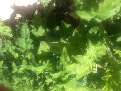 Kugeldistel wird ca. 80cm hoch Kugeldistel wird ca. 80cm hoch