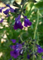 Salvia,wahrscheinlich Sierra madre Salbei Salvia,wahrscheinlich Sierra madre Salbei