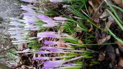 Elfen-Krokus Elfen-Krokus