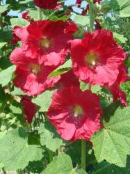Samen Stockrose weinrot Malve Blumensamen winterhart Samen Stockrose weinrot Malve Blumensamen winterhart