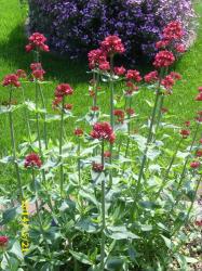 Rote Spornblume Rote Spornblume