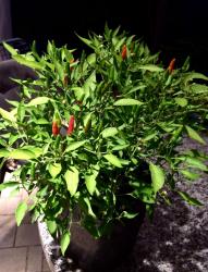 Mini-Chili-Pflanze Mini-Chili-Pflanze