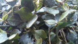 Hoya Curtisii - Hoya Curtisii -