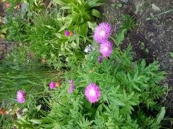 Flockenblume Flockenblume
