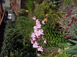 Flammenblumen Flammenblumen