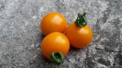 Tomate - Bolivianische Obsttomate Tomate - Bolivianische Obsttomate