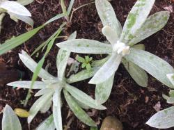 Silberregen,Perlkörbchen,Silberimmortelle Silberregen,Perlkörbchen,Silberimmortelle