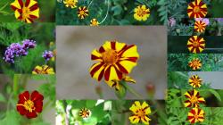 Tagetes 'Jolly Jester' - Saat Tagetes patula nana 'Jolly Jes Tagetes 'Jolly Jester' - Saat Tagetes patula nana 'Jolly Jes