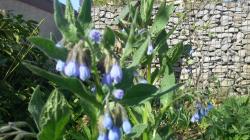 Blaublühender Beinwell Blaublühender Beinwell
