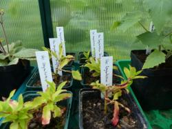 Blaubeere 'Lucky Berry' Blaubeere 'Lucky Berry'