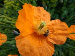 Islandmohn orange Islandmohn orange