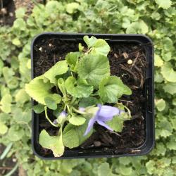 Viola odorata Reine de Neiges Viola odorata Reine de Neiges