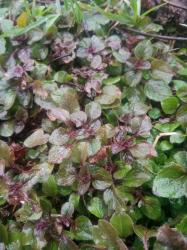 Dost wilder Oregano Dost wilder Oregano