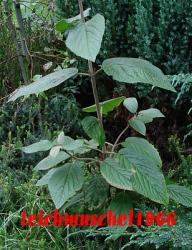 Wolliger Schneeball (Viburnum lantana) Wolliger Schneeball (Viburnum lantana)