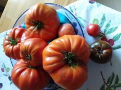 Rumänische rießen Fleischtomate Rumänische rießen Fleischtomate
