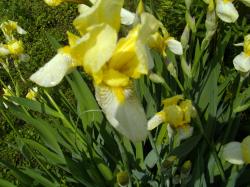 Histoische Bartiris "flavescens" Histoische Bartiris "flavescens"