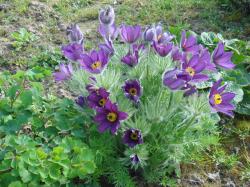Küchenschelle Kuhschelle violett winterhalrt Küchenschelle Kuhschelle violett winterhalrt