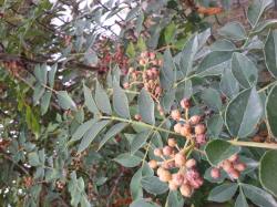 Szechuanpfeffer - Zanthoxylum piperitum Japanischer Pfeffer Szechuanpfeffer - Zanthoxylum piperitum Japanischer Pfeffer
