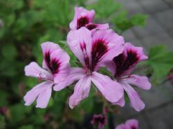 Orangenpelargonie Orangenpelargonie