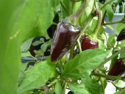 Chili "Chilhuacle Negro" Chili "Chilhuacle Negro"