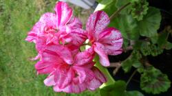 Pelargonie Avenida Mosaic Purple Pelargonie Avenida Mosaic Purple