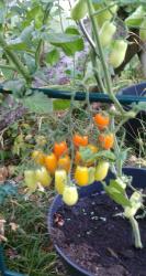 Tomate Taubenherz gelb Tomate Taubenherz gelb