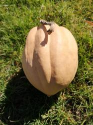 Eichelkürbis Acorn weiss + grün Eichelkürbis Acorn weiss + grün