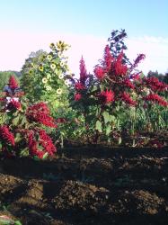 Amarant Gartenfuchsschwanz Amarant Gartenfuchsschwanz