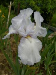 Iris Bartiris Iris Bartiris