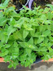 Kaukasus Gamander - Teucrium hircanicum Kaukasus Gamander - Teucrium hircanicum