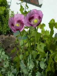 Mohn lila Blüten Mohn lila Blüten