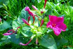 Samen Wunderblume magenta Samen Wunderblume magenta
