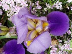 2-farbig violette Bartiris 2-farbig violette Bartiris