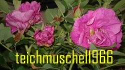 Rosa Rugosa Ausläufer Rosa Rugosa Ausläufer
